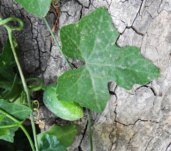  Fruit (Young) and Leaf